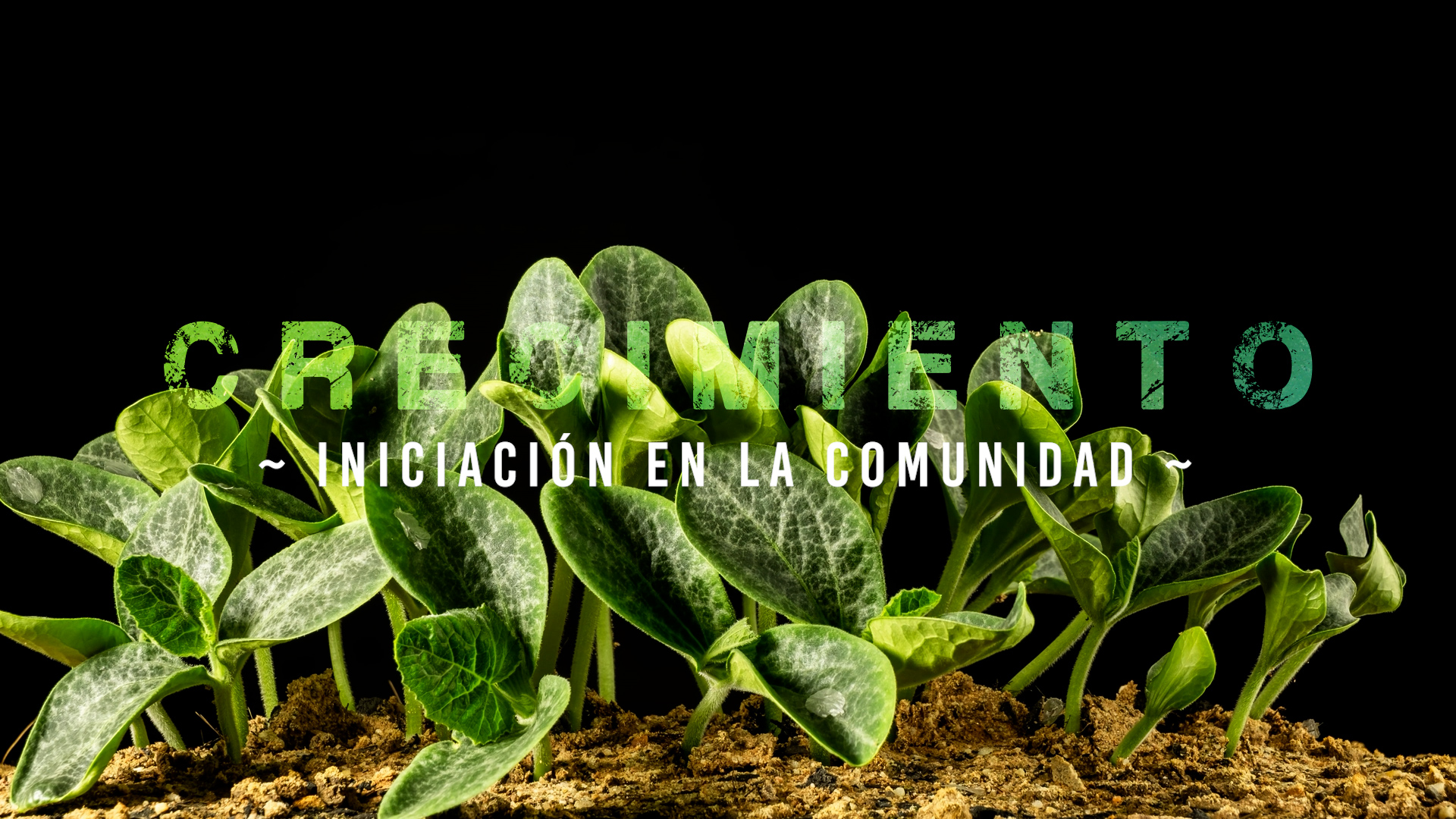 Crecimiento – Iniciación [2]